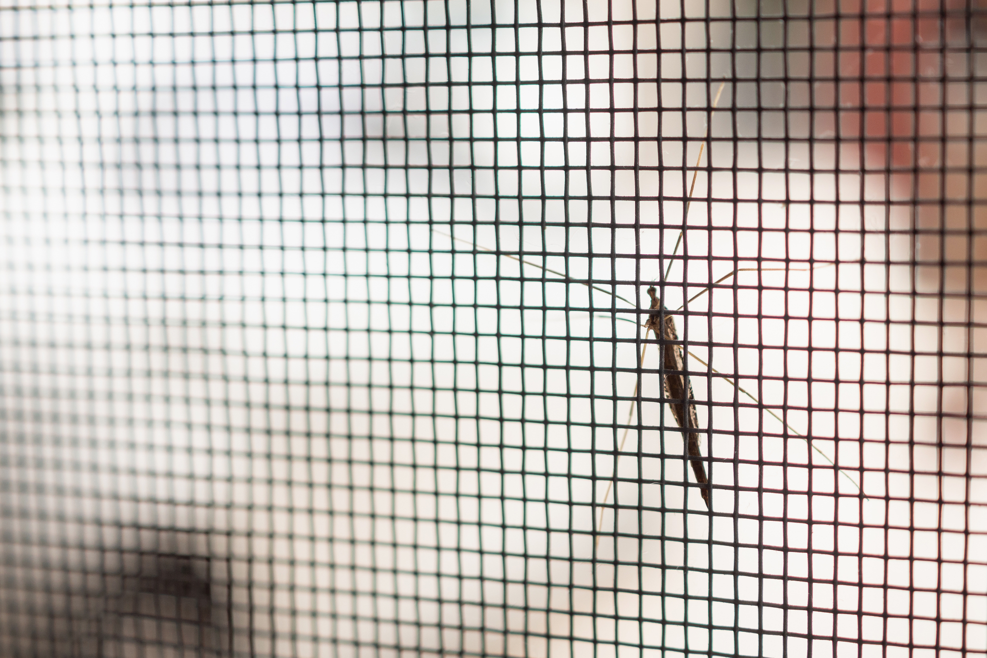 Preprečimo vstop nadležnim žuželkam s komarniki za okna